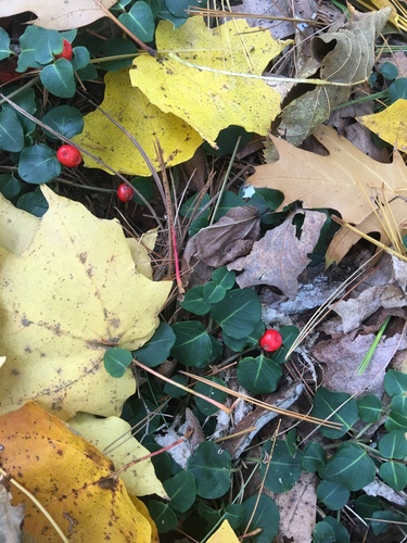 photo of Partridgeberry (Mitchella repens)