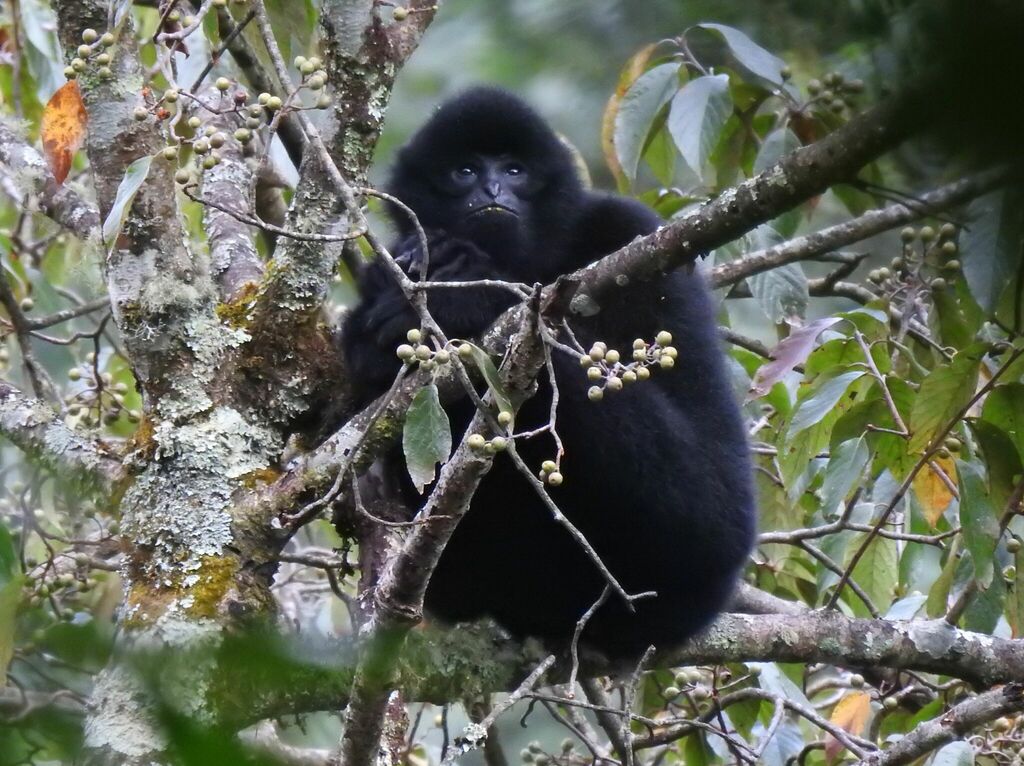 Black Crested Gibbon