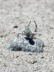 Callisaurus draconoides rhodostictus