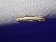Crambus sperryellus
