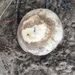 photo of Common Earthball (Scleroderma citrinum)