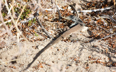 Aspidoscelis tigris tigris