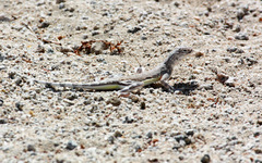 Callisaurus draconoides rhodostictus