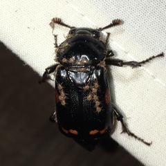 Nicrophorus pustulatus