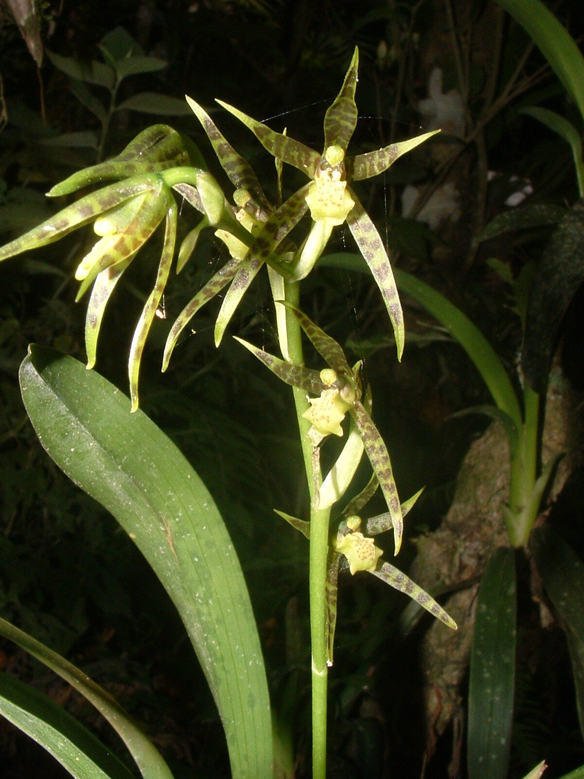 Brassia chlorops Endrés & Rchb.f. 3