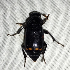 Nicrophorus pustulatus