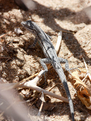 Urosaurus graciosus graciosus