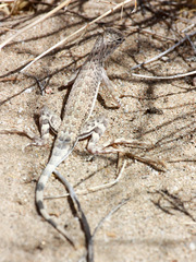 Callisaurus draconoides rhodostictus
