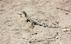 Callisaurus draconoides rhodostictus