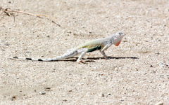 Callisaurus draconoides rhodostictus