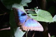 Morpho helenor narcissus