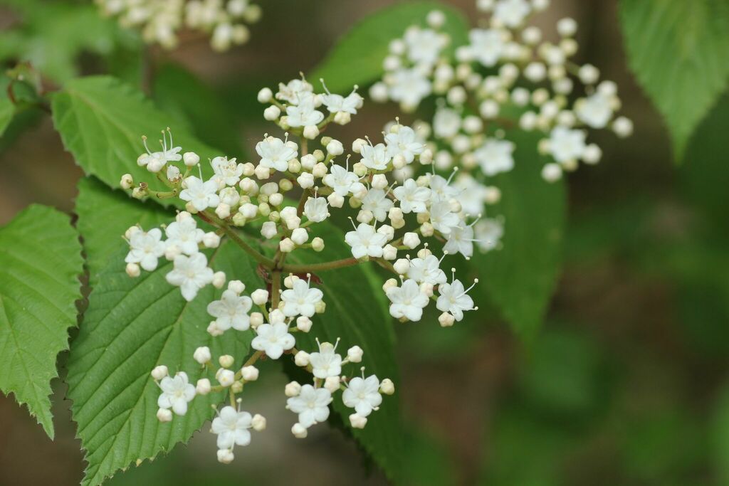 Beech Viburnum