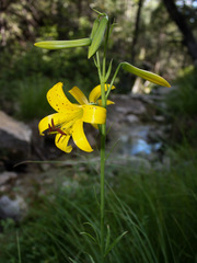 Lilium parryi