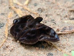 Ebrietas evanidus