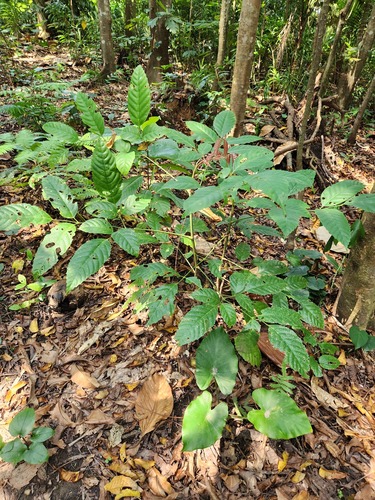 Leea guineensis