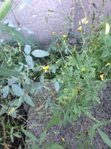 Image of Bidens leptocephala by (c) Oscar C. González Martínez, some rights reserved (CC BY-SA)