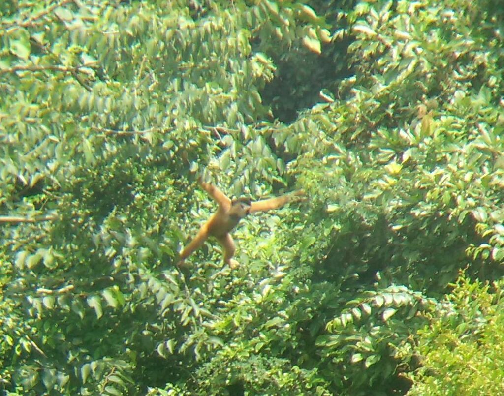Eastern Black Crested Gibbon