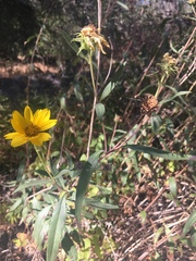 Helianthus californicus