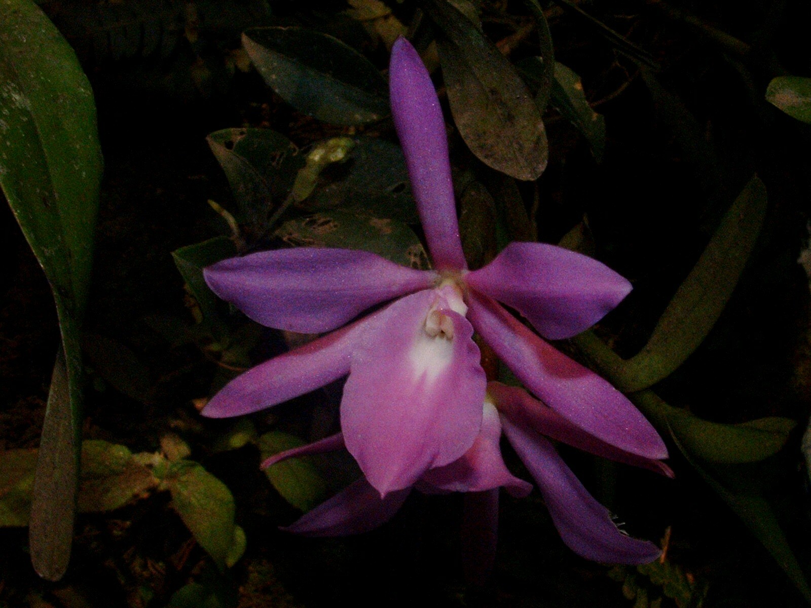 Epidendrum mirabile Ames & C.Schweinf. 2
