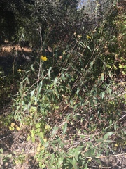 Helianthus californicus