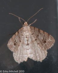 Macaria pinistrobata