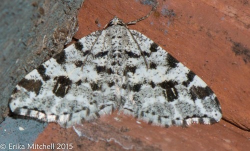 Macaria oweni (Swett, 1907)