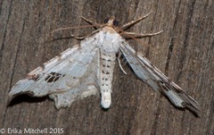 Macaria notata