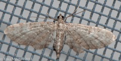 Eupithecia columbiata