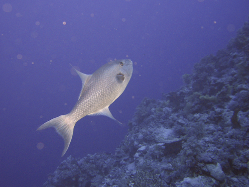 Large-scale Triggerfish — seen at this dive site