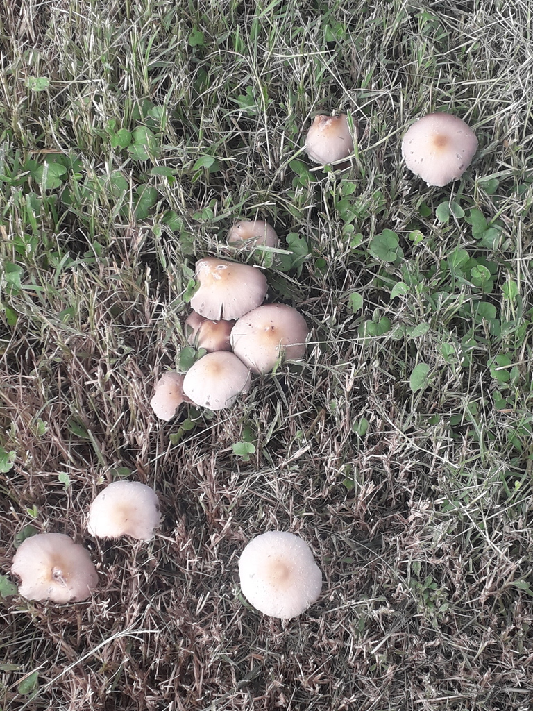 Candolleomyces candolleanus · April 2023 · photo: © elbeltrocco (iNaturalist, cc-by)