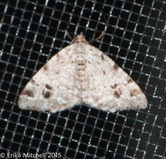 Macaria pinistrobata