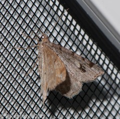 Macaria pinistrobata