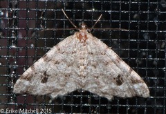 Macaria pinistrobata