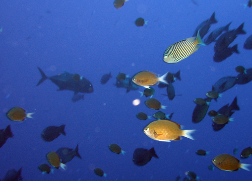 Zebra Angelfish — seen at this dive site