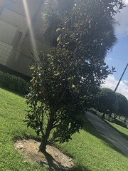 Quercus virginiana