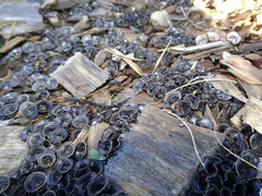 Cyathus stercoreus image