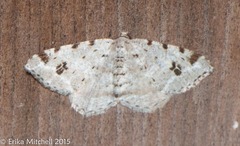 Macaria pinistrobata