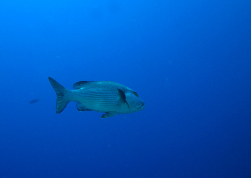 Two-spot Red Snapper — seen at this dive site