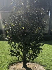 Quercus virginiana