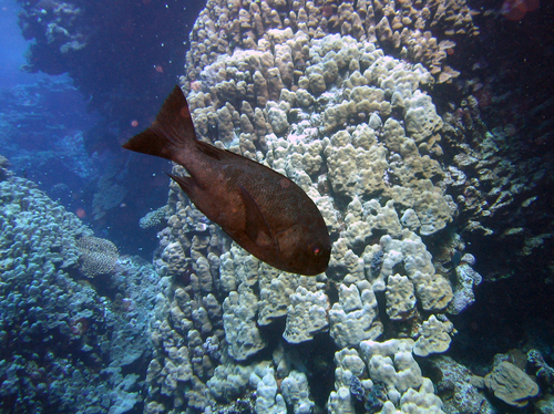 Black-and-white Snapper — seen at this dive site