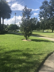Quercus virginiana