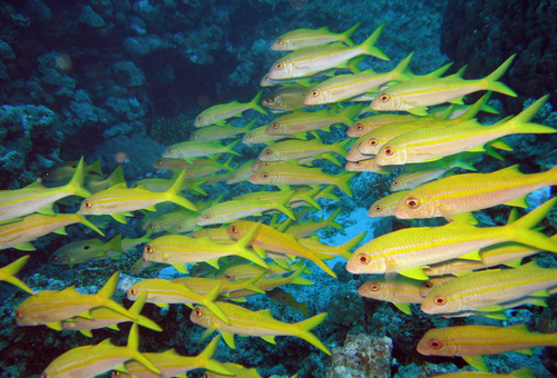Yellowfin Goatfish — seen at this dive site
