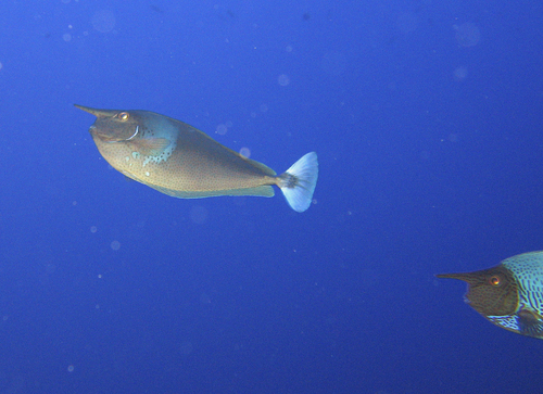 Paletail Unicornfish — seen at this dive site