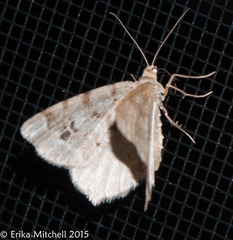 Macaria pinistrobata