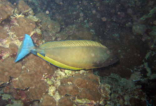 Sleek Unicornfish — seen at this dive site