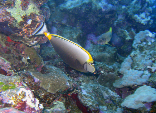 Elegant Unicornfish — seen at this dive site