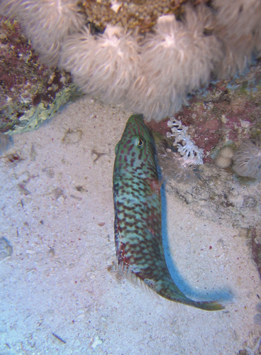 Linedcheek Wrasse — seen at this dive site