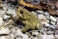 Anaxyrus americanus charlesmithi