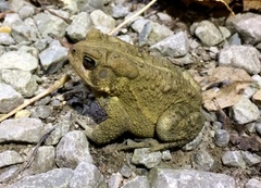 Anaxyrus americanus charlesmithi