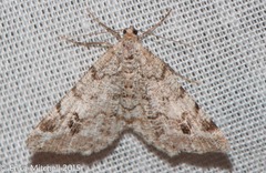 Macaria pinistrobata